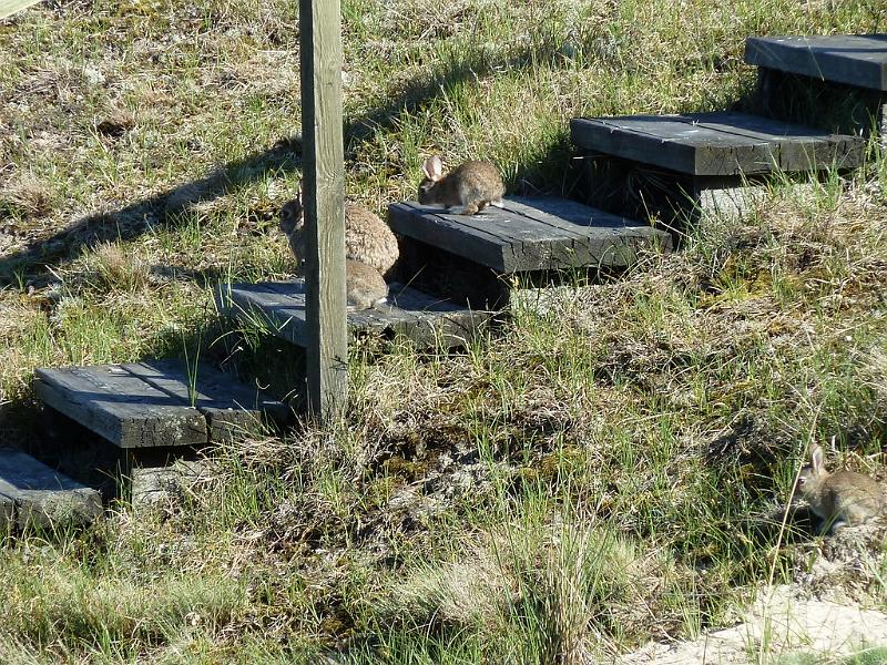 Fanø 2010 042.JPG